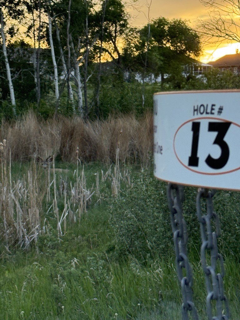 The stance that started it all — a disc golfer mid-throw at golden hour on a Saskatchewan course